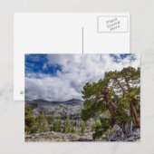 ジュニパー属と常緑樹 ポストカード (正面/裏面)