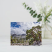 ジュニパー属と常緑樹 ポストカード (スタンド正面)