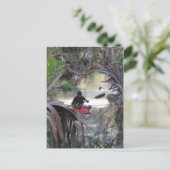 ジュニパー春、フロリダ ポストカード (スタンド正面)