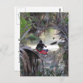 ジュニパー春、フロリダ ポストカード (正面/裏面)