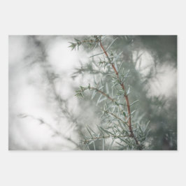 ジュニパー自然写真 ラッピングペーパーシート