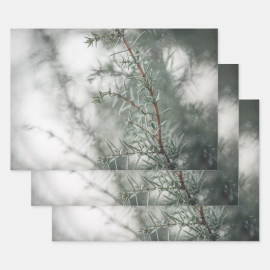 ジュニパー自然写真 ラッピングペーパーシート (セット)