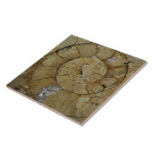 ジュラ紀沿岸アンモナイト タイル (側面)