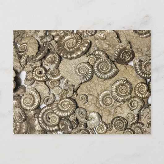 ジュラ紀沿岸産の黄金のアンモナイト化石 ポストカード (正面)