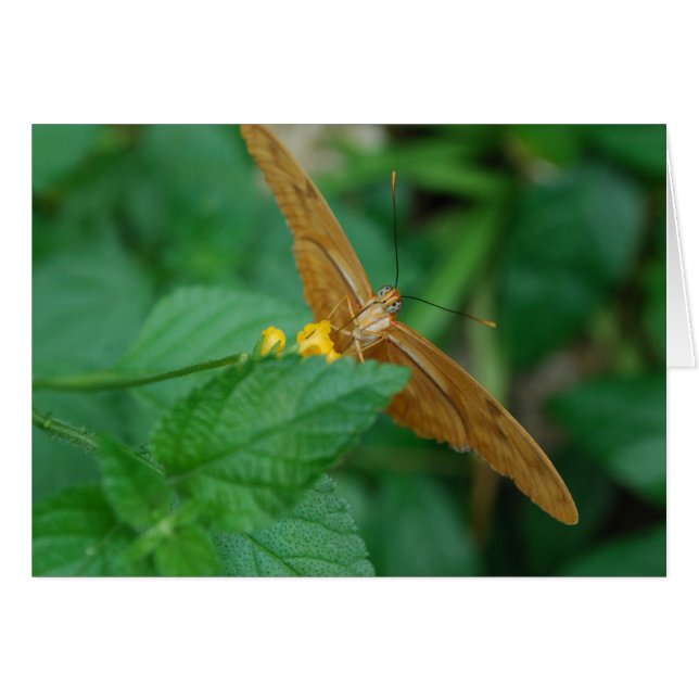 ジュリアの蝶 (正面横)