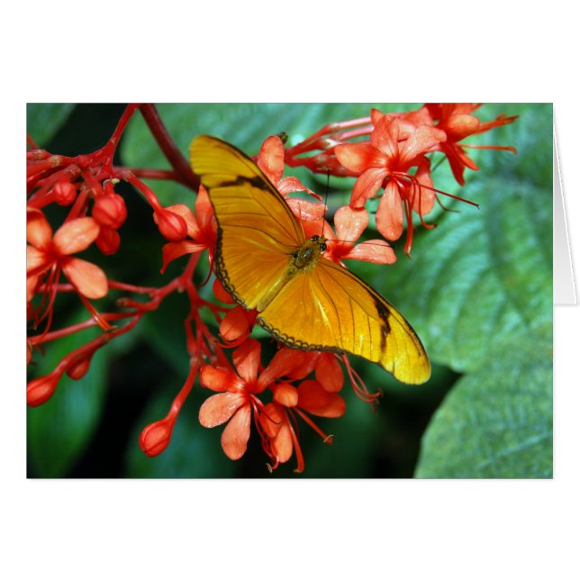 ジュリアの蝶 (正面横)