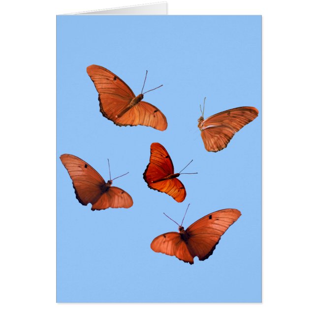 ジュリアの5匹の蝶 (正面)