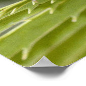 ジュリア・バタフライ・オン・ア・リーフ ポスター (角)