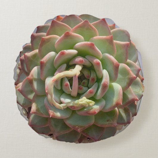 ジューシーで多肉質の枕 ラウンドクッション (正面)