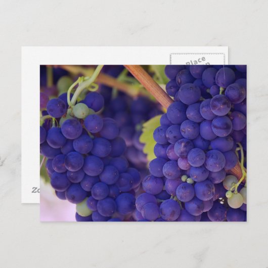 ジューシーな紫色のブドウの大きな束 ポストカード (正面/裏面)