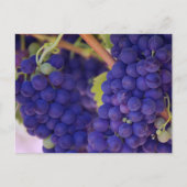 ジューシーな紫色のブドウの大きな束 ポストカード (正面)