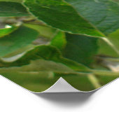 ジューシーな緑のリンゴ ポスター (角)