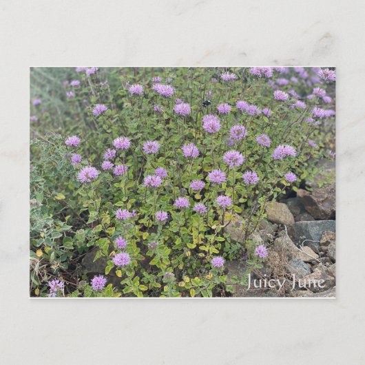 ジューシー6月 ポストカード (正面)