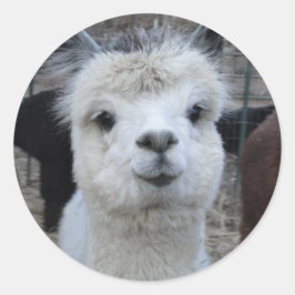 ジュールヴェルヌ ラウンドシール