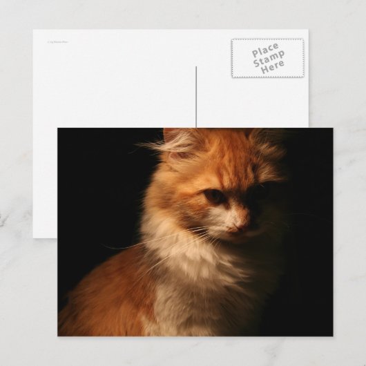 ジュール ポストカード (正面/裏面)