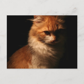 ジュール ポストカード