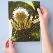 ジューン（昆虫）オオカバマダラ、モナークフライヤー チラシ (手)