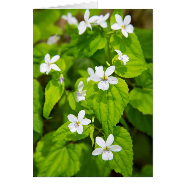 ジョイスキルマー-スライクロックワイルドネス (正面)