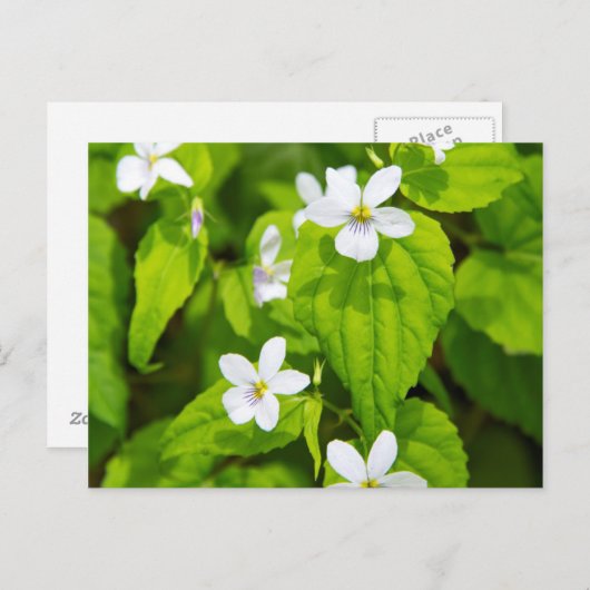 ジョイス・キルマー・スリックロックワイルダネス ポストカード (正面/裏面)