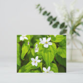 ジョイス・キルマー・スリックロックワイルダネス ポストカード (スタンド正面)