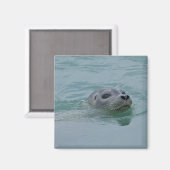 ジョクルサロン氷河湖で泳ぐハーバーシール マグネット (正面/裏面)