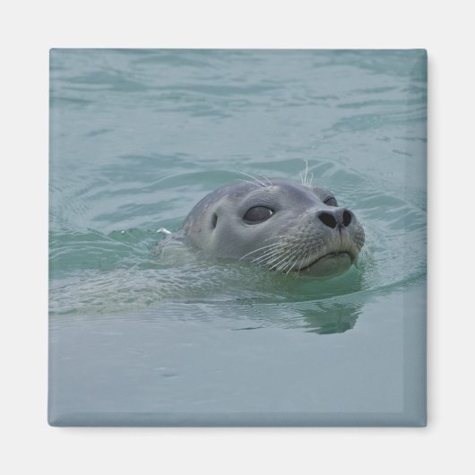 ジョクルサロン氷河湖で泳ぐハーバーシール マグネット (正面)