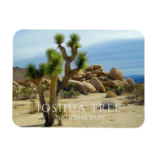 ジョシュアの木、巨大な大きい石、砂漠 マグネット (横)