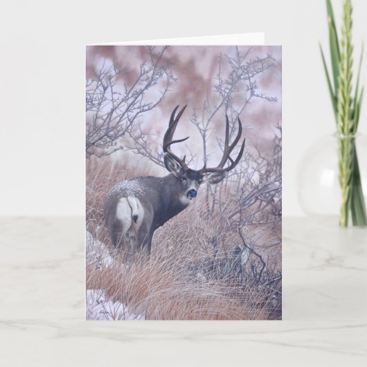 ジョシュアはメッセージカードを調査します カード (正面)