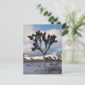 ジョシュアツリースノーモーニング#2 シーズンカード (スタンド正面)