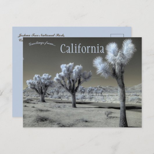 ジョシュアツリーナショナルパークカリフォルニア ポストカード (正面/裏面)