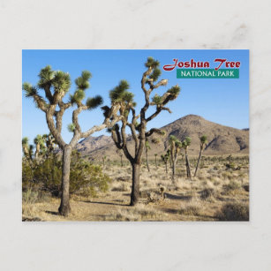 ジョシュアツリー国立公園（カリフォルニア） ポストカード