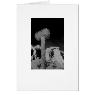 "ジョシュアツリー"