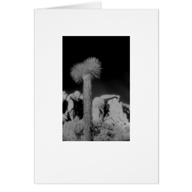 "ジョシュアツリー" (正面)