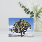 ジョシュアツリー – ジョシュアツリー国立公園 ポストカード (スタンド正面)