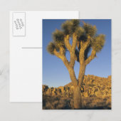 ジョシュア・ツリー、ユッカ・ブレビフォリア)、花崗岩 ポストカード (正面/裏面)