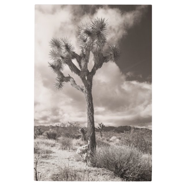 ジョシュア メタルプリント (正面)