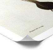 ジョスの「フィトグレーヒ・メディケール」のサフラン・クロカス ポスター (角)