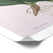 ジョスの「フィトグレープヒメディケール」からアルニカ・モンタナ ポスター (角)