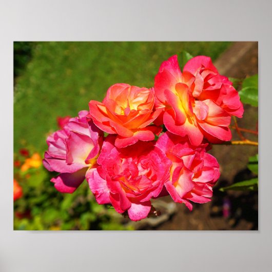 ジョセフズコートバラ#1ポスター ポスター (正面)