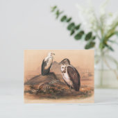 ジョセフ・ウルフによるアンゴラのハゲワシ ポストカード (スタンド正面)