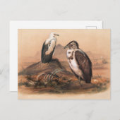ジョセフ・ウルフによるアンゴラのハゲワシ ポストカード (正面/裏面)