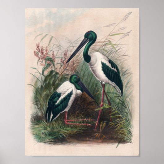 ジョセフ・ウルフによるオーストラリアのミカリア ポスター (正面)