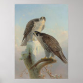 ジョセフ・ウルフによるノルウェーのギャルファルコン ポスター (正面)