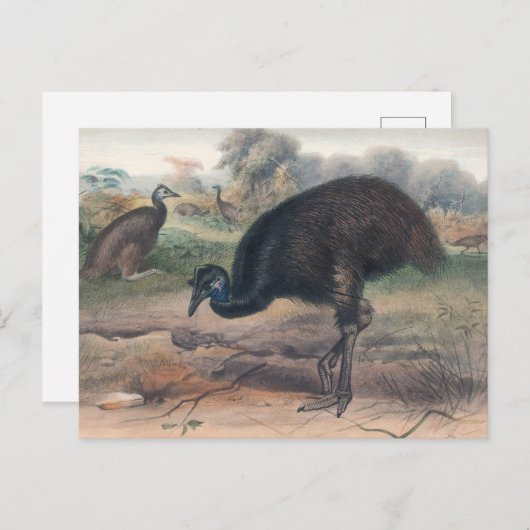 ジョセフ・ウルフによるムーア ポストカード (正面/裏面)