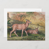 ジョセフ・ウルフによるロイコリス ポストカード (正面/裏面)