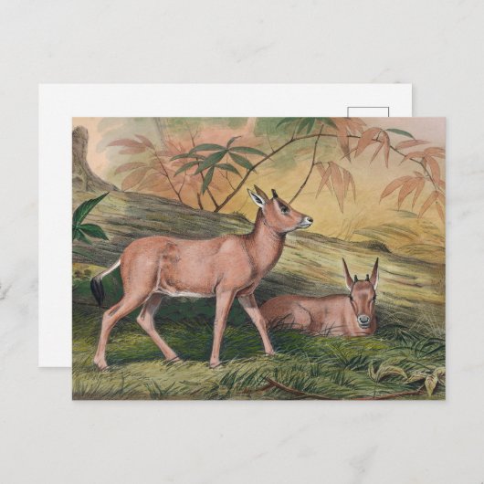 ジョセフ・ウルフによるロイコリス ポストカード (正面/裏面)