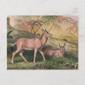 ジョセフ・ウルフによるロイコリス ポストカード (正面)