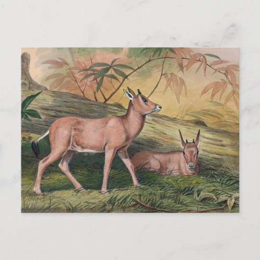 ジョセフ・ウルフによるロイコリス ポストカード (正面)