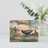 ジョセフ・ウルフによる日本キジ ポストカード (スタンド正面)