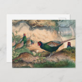 ジョセフ・ウルフによる日本キジ ポストカード (正面/裏面)